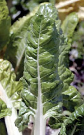Swiss Chard - Fordhook Giant (Seeds)