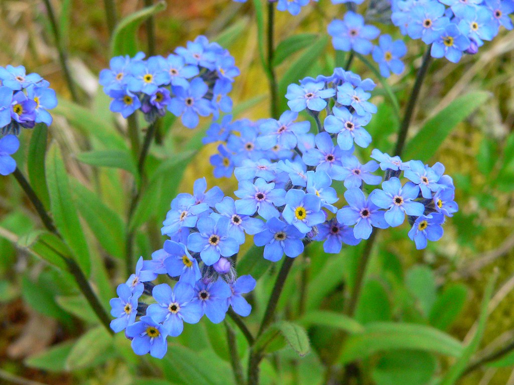Forget Me Not (Myosotis alpestris) (Seeds) – Sunset Nursery