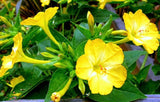 Four O'Clock Flower - Yellow (Seeds)