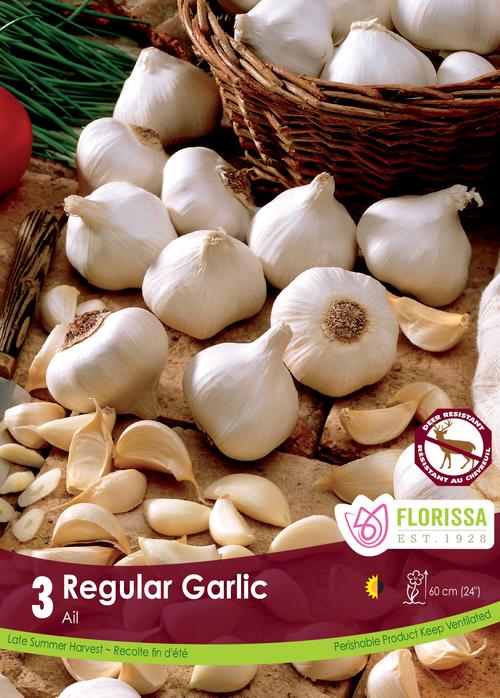 Garlic Bulbs - White Jumbo