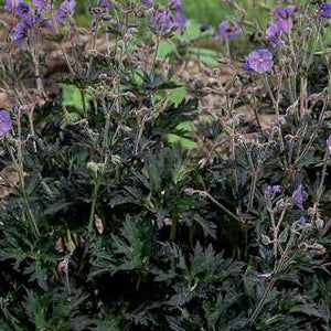 Geranium - Boom Chocolatta