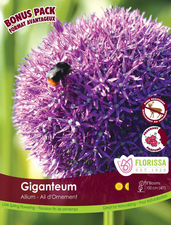 Allium Bulbs - Giganteum