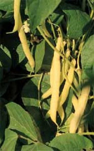 Bean - Golden Wax (Yellow Bush Bean) (Seeds)