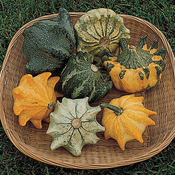 Gourds - Crown of Thorns (Seeds)