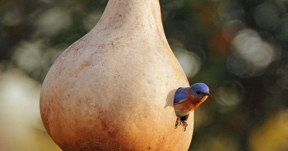 Gourds - Ornamental Birdhouse/Bottle (Seeds)