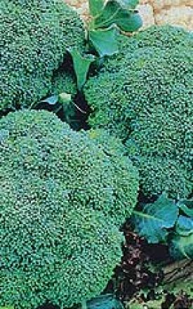 Broccoli - Green Sprouting (Seeds)