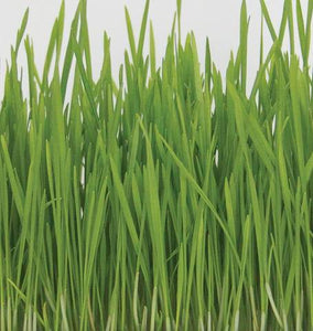 Hard Red Wheatgrass Sprouts