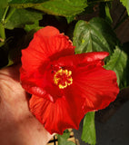 Hibiscus - Bush (Red)