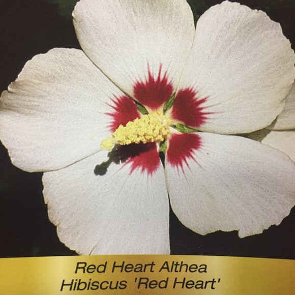 Hibiscus - Red Heart Althea