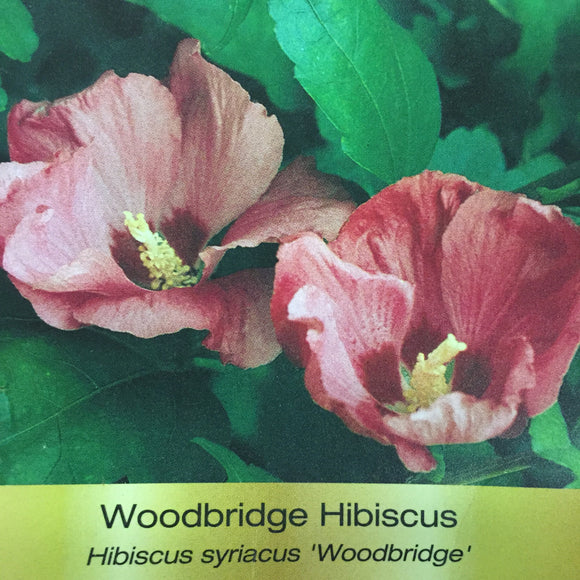 Hibiscus - Woodbridge