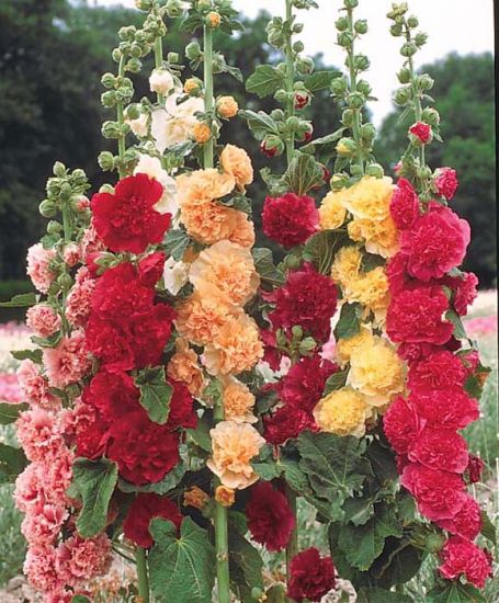 Hollyhock - Chaters Double Mixed (Seeds)