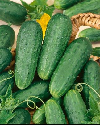 Cucumber - Homemade Pickles Organic (Seeds)