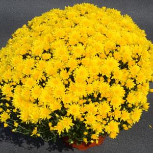 Mum - Honeyblush Yellow