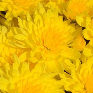 Mum - Honeyblush Yellow 14"