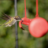 Hummingbird Feeder - Hummerbar