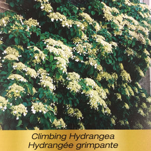 Hydrangea - Climbing