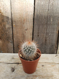 Cacti - Assorted 1.5"