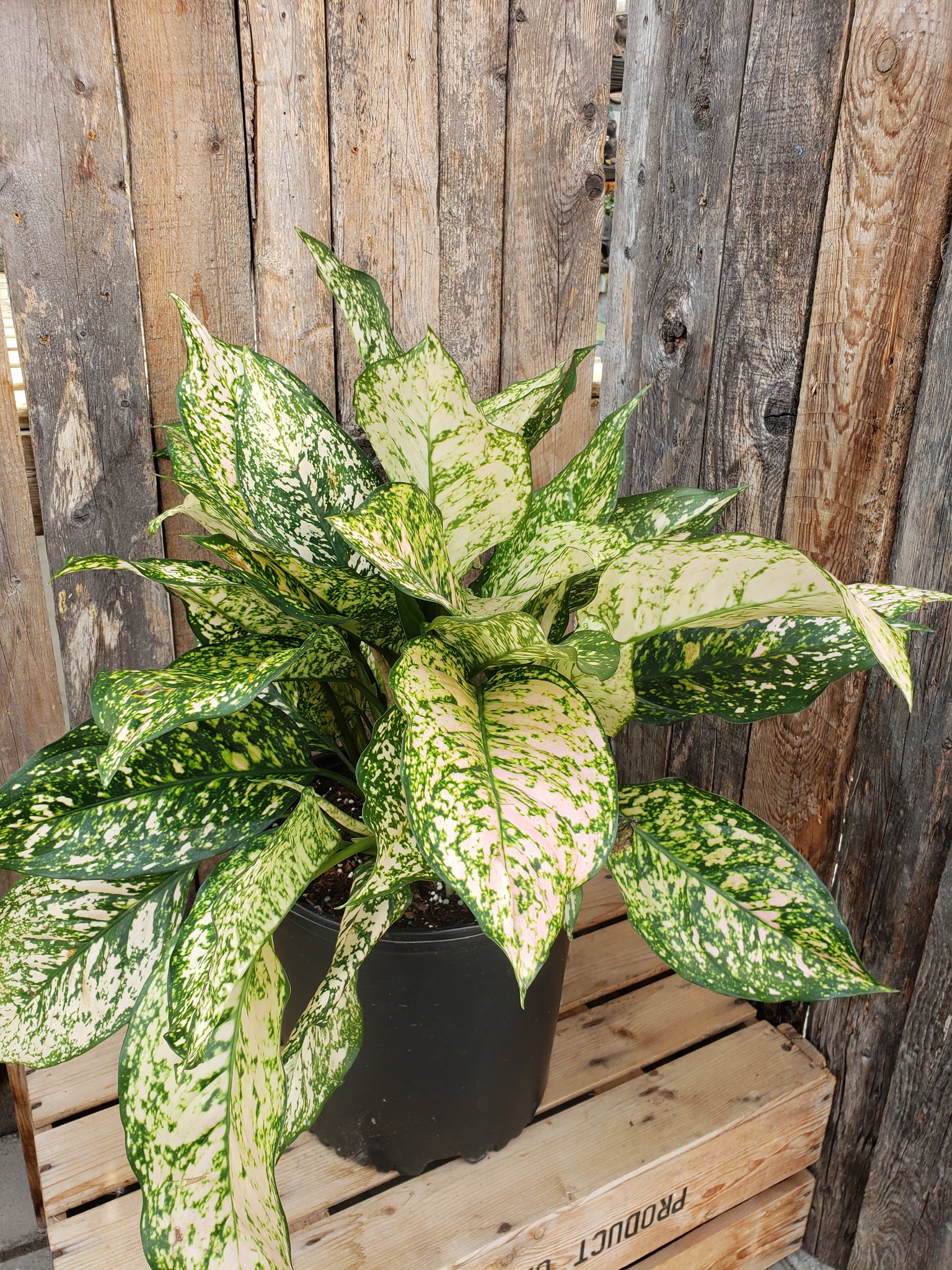 aglaonema assorted Aglaonema (Chinese Evergreen)
