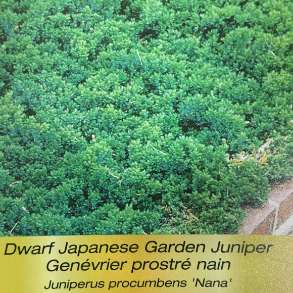 Juniper - Dwarf Japanese Garden