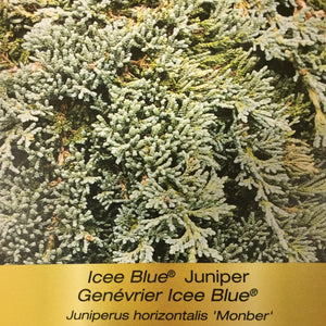 Juniper - Icee Blue