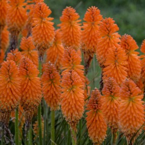 Kniphofia - Orange Blaze