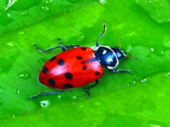 Ladybugs - Hippodamia Convergens