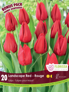 Tulip Bulbs - Landscape Red