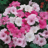 Lavatera (Rose Mallow) - Beauty Mixed Colours (Seeds)