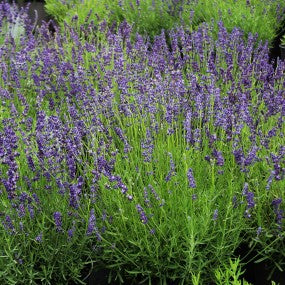 Lavender - Munstead