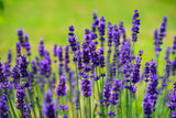 Lavender (Seeds)