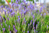 Lavender (Seeds)