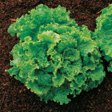 Lettuce - Green Ice (Seeds)