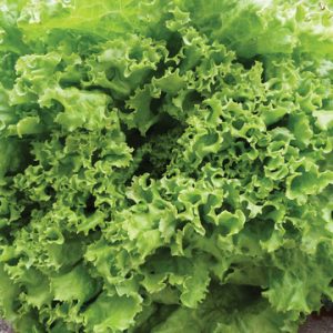 Lettuce - Green Ice (Seeds)