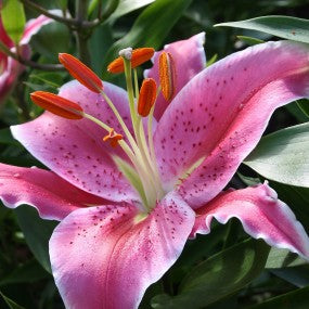 asiatic lily after eight Lily