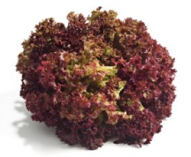 Lettuce - Lolla Rosso (Seeds)