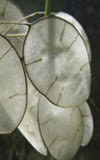 Lunaria biennis alba (Silver Dollars) (Seeds)
