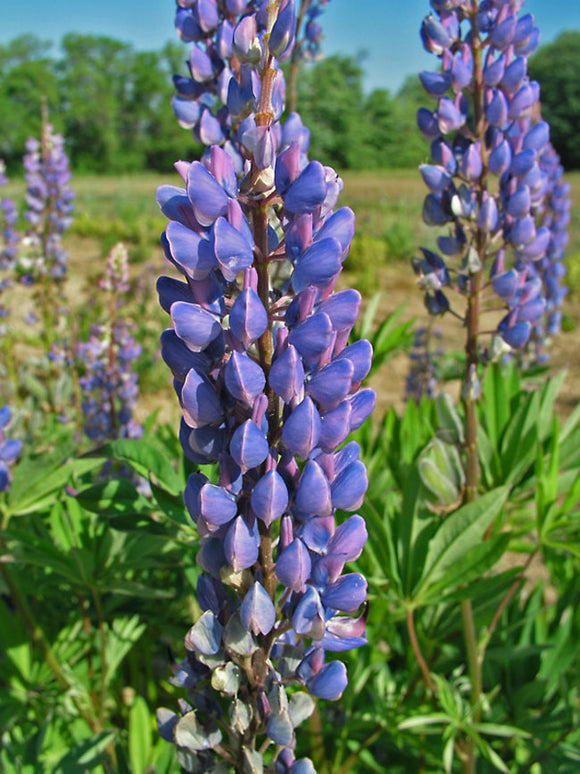 Lupins - Russell's Hybrids Blue (Seeds)