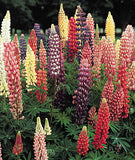 Lupins - Russell's Hybrids Mix (Seeds)