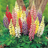 Lupins - Russell's Hybrids Mix (Seeds)