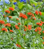 Lychnis - Maltese Cross (Seeds)