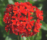 Lychnis - Maltese Cross (Seeds)