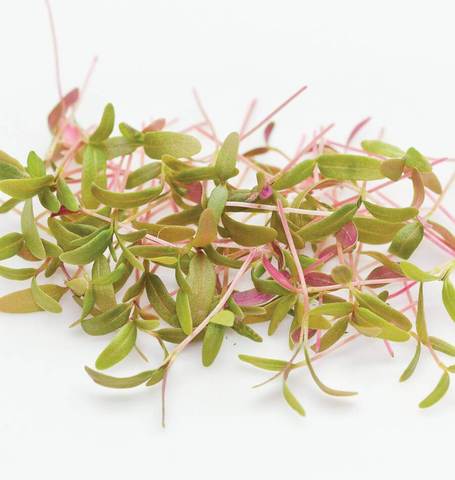 Amaranth Microgreen Sprouts - 50 gm