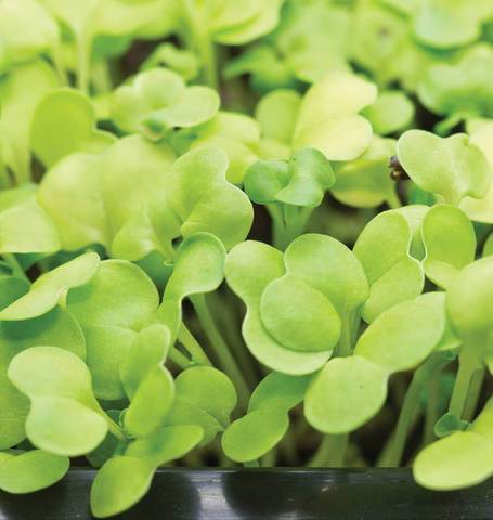 Pac Choi Microgreen Sprouts - 125G