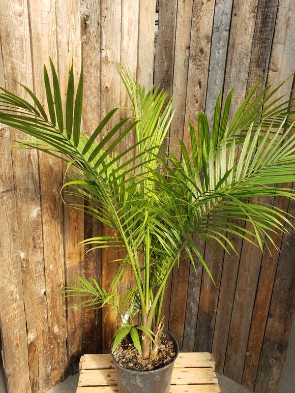 Palm - Majesty