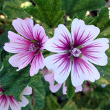 Malva Sylvestris - Zebrina (Seeds)