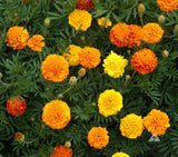 Marigold - Dwarf French Petite Mixed (Seeds)