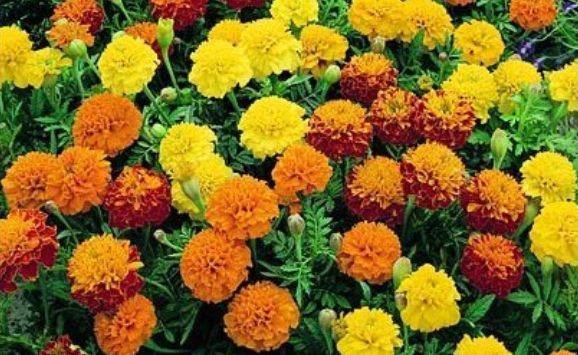 Marigold - Dwarf French Petite Mixed (Seeds)