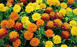 Marigold - Dwarf French Petite Mixed (Seeds)