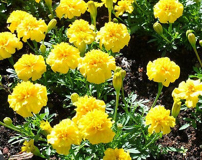 Marigold - Dwarf French Petite Yellow (Seeds)