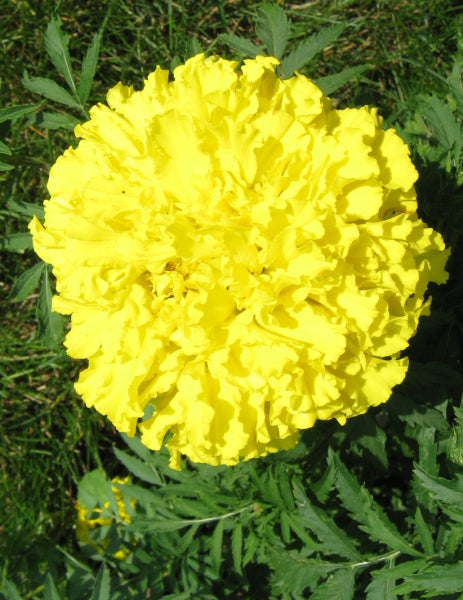 Marigold - Yellow Treasure (Seeds)